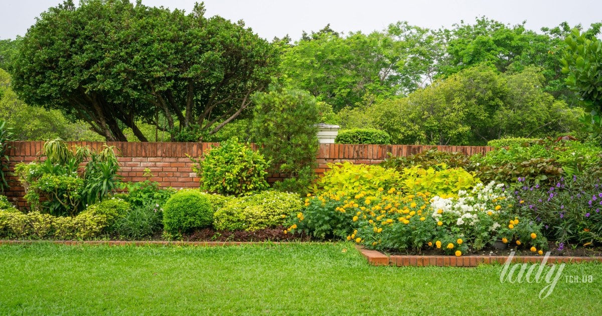 Підживлення кущів: коли та як це робити