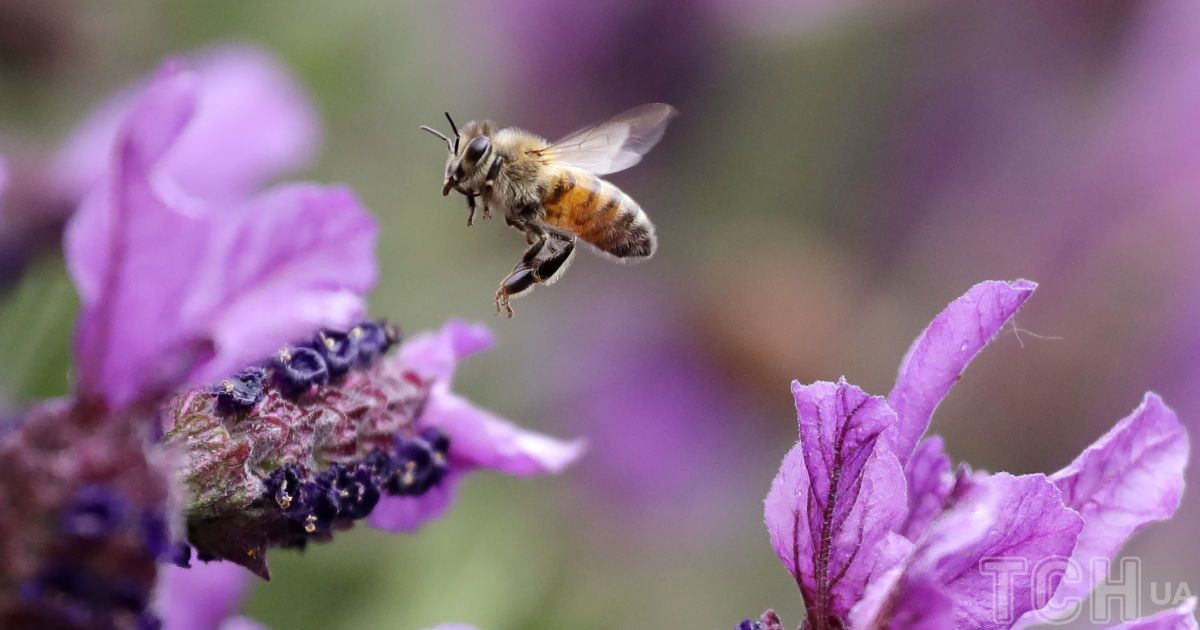 Топ-11 рослин-супутників для лаванди: цікаві поради